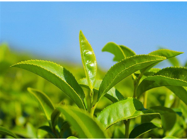 茶葉的采摘技術(shù)，較佳種植時(shí)間？